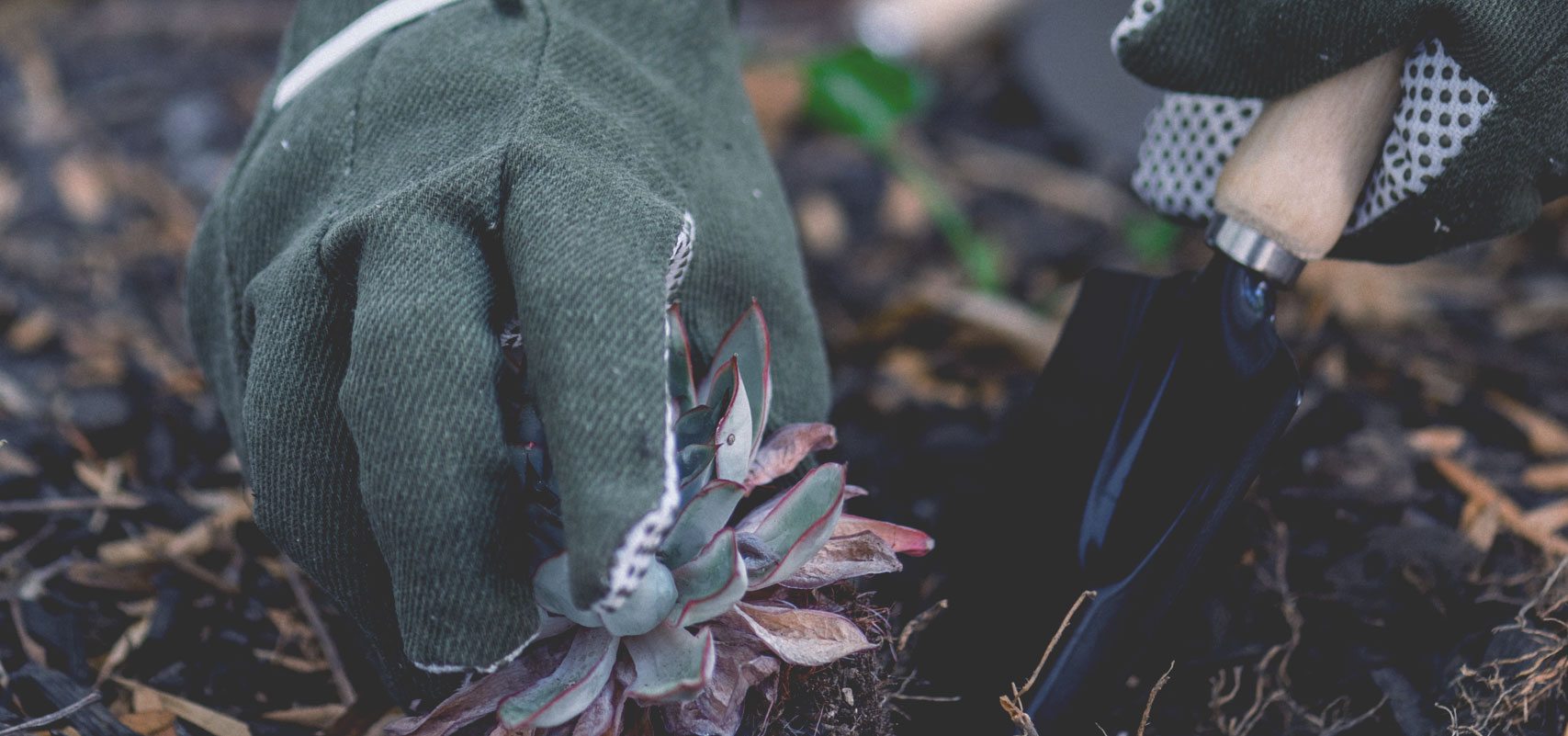 Close-up of gloved hands carefully planting in a garden bed